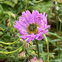 Aster likiangensis